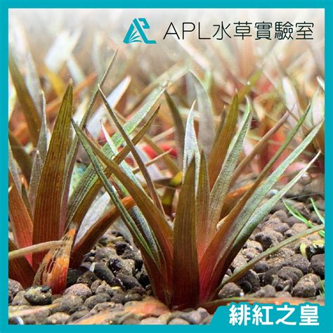 穀精水草|APL 水草實驗室